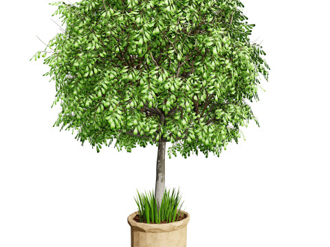 Australian Lilly Pilly Fruit Plant Modèle 3D