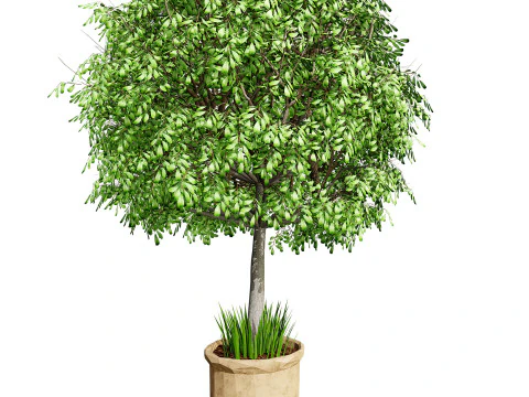 Australian Lilly Pilly Fruit Plant 3D Model