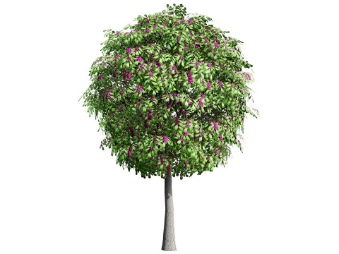 Australian Lilly Pilly Fruit Plant 3D Model