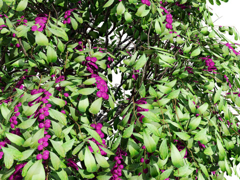 Australian Lilly Pilly Fruit Plant Modèle 3D