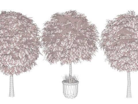 Australian Lilly Pilly Fruit Plant Modèle 3D