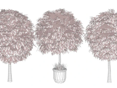 Australian Lilly Pilly Fruit Plant 3D Model