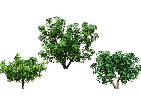 Fig Trees With Fruits 3D Модель