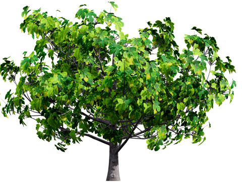 Fig Trees With Fruits 3D Модель