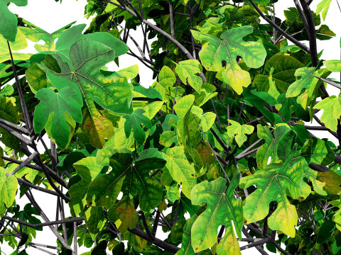 Fig Trees With Fruits 3D Модель