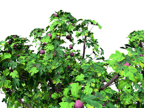 Fig Trees With Fruits 3D Модель