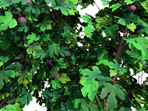 Fig Trees With Fruits 3D Модель