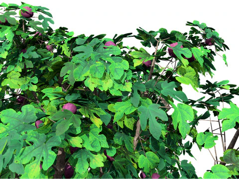 Fig Trees With Fruits 3D Model