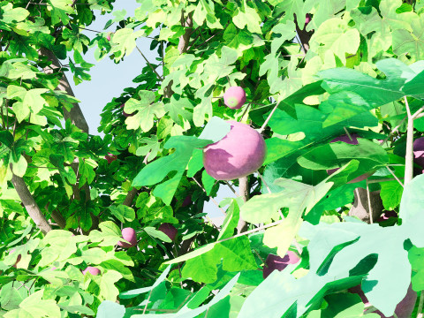 Fig Trees With Fruits 3D Модель