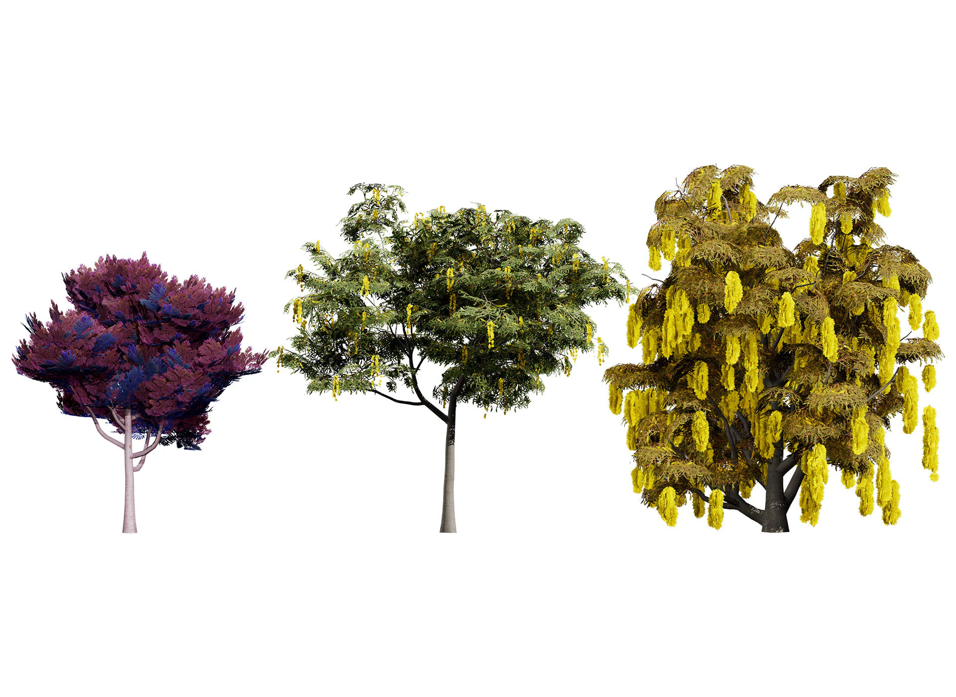 Australian Acacia Cootamundra Wattle Plant Trees 3D Model .c4d .max .obj .3ds .fbx .stl .blend 