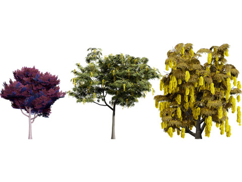 Australian Acacia Cootamundra Wattle Plant Trees 3D Модель