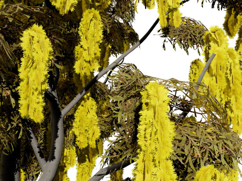 Australian Acacia Cootamundra Wattle Plant Trees 3D Model