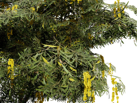 Australian Acacia Cootamundra Wattle Plant Trees 3D Model