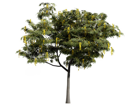 Australian Acacia Cootamundra Wattle Plant Trees 3D Model