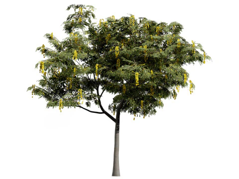 Australian Acacia Cootamundra Wattle Plant Trees 3D Model