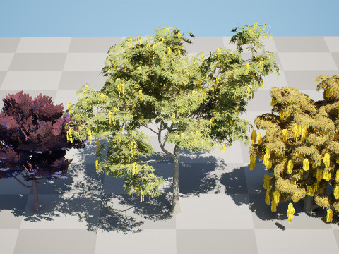 Australian Acacia Cootamundra Wattle Plant Trees 3D Model