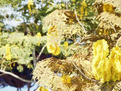 Australian Acacia Cootamundra Wattle Plant Trees 3D Model