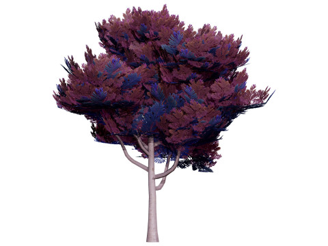 Australian Acacia Cootamundra Wattle Plant Trees 3D Model