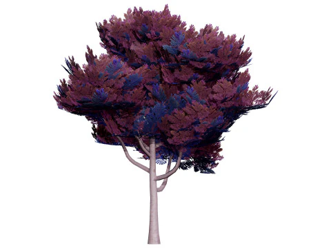 Australian Acacia Cootamundra Wattle Plant Trees 3D Model