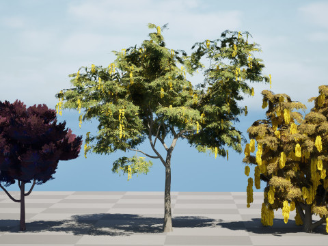 Australian Acacia Cootamundra Wattle Plant Trees 3D Model