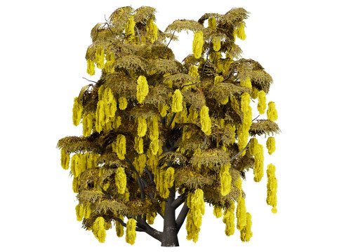 Australian Acacia Cootamundra Wattle Plant Trees 3D Model