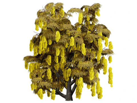 Australian Acacia Cootamundra Wattle Plant Trees 3D Model
