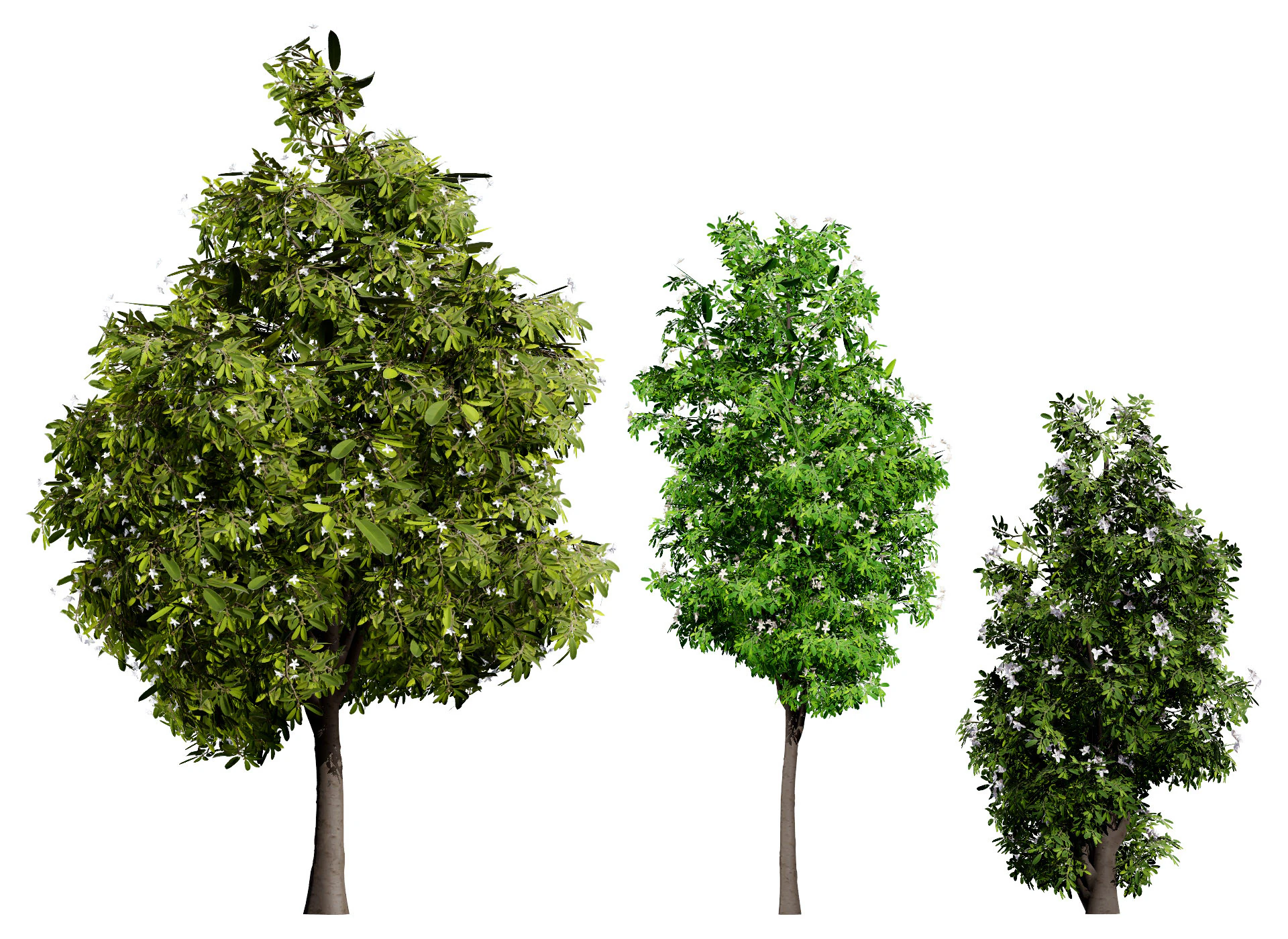 Australian Lemon Myrtle Tree 3D Model .c4d .max .obj .3ds .fbx .stl .blend 