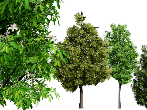 Australian Lemon Myrtle Tree 3D Model