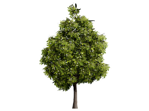Australian Lemon Myrtle Tree 3D Model