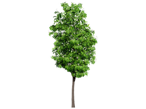 Australian Lemon Myrtle Tree 3D Model