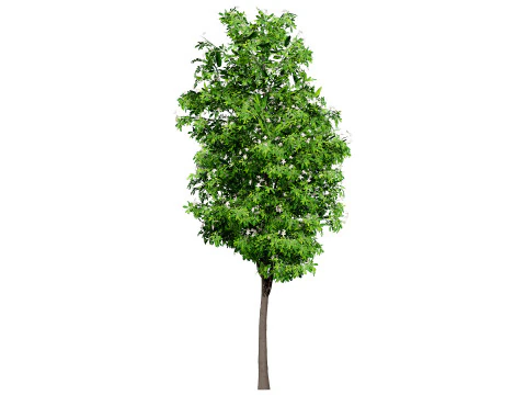 Australian Lemon Myrtle Tree 3D Model