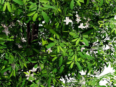 Australian Lemon Myrtle Tree 3D Model