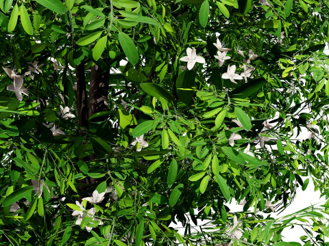 Australian Lemon Myrtle Tree 3D Model