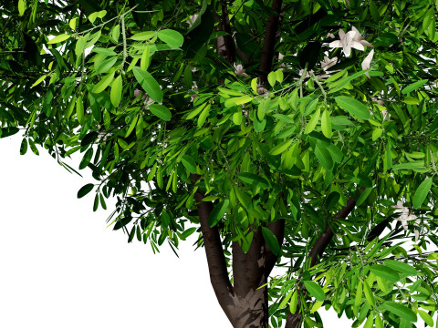Australian Lemon Myrtle Tree 3D Model