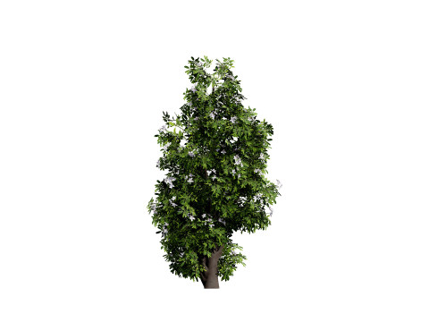Australian Lemon Myrtle Tree 3D Model