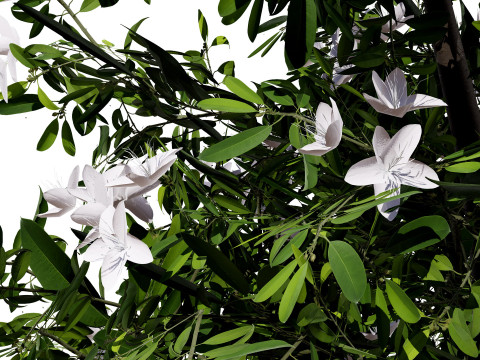 Australian Lemon Myrtle Tree 3D Model