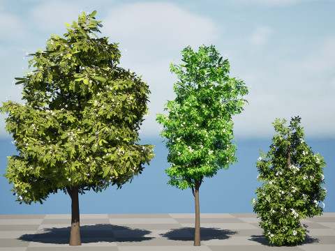 Australian Lemon Myrtle Tree 3D Model
