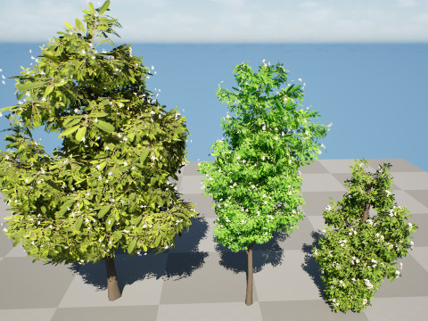 Australian Lemon Myrtle Tree 3D Model