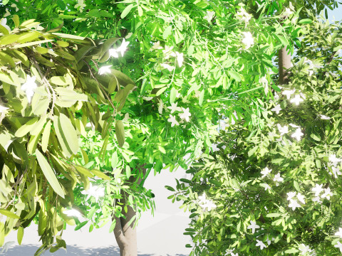 Australian Lemon Myrtle Tree 3D Model