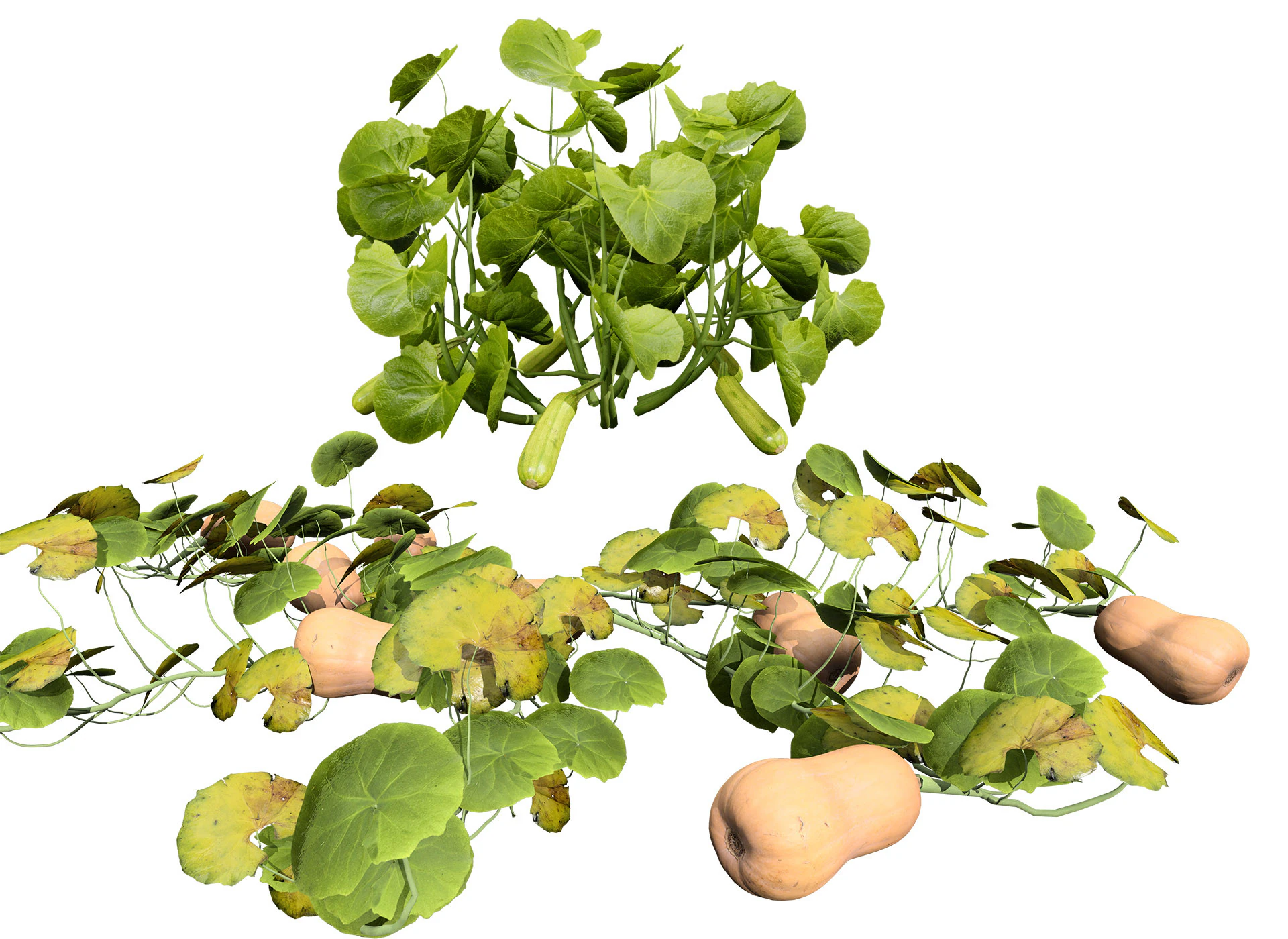 Squash Plants Pack 3D Model .c4d .max .obj .3ds .fbx .stl .blend 