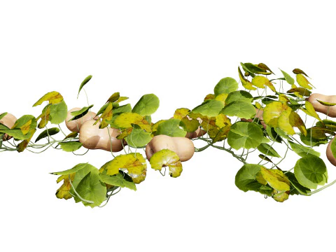 Squash Plants Pack 3D Model