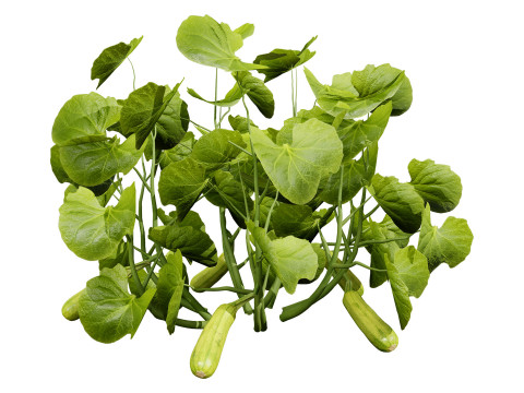 Squash Plants Pack 3D 모델