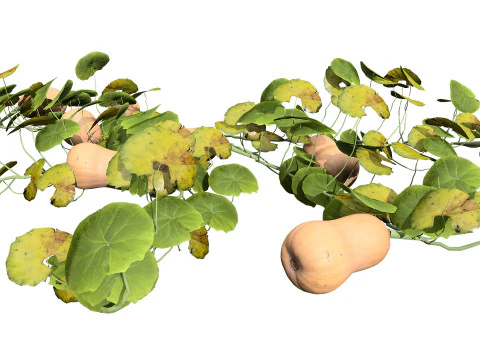 Squash Plants Pack 3D Model