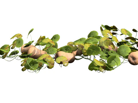 Squash Plants Pack 3D Model