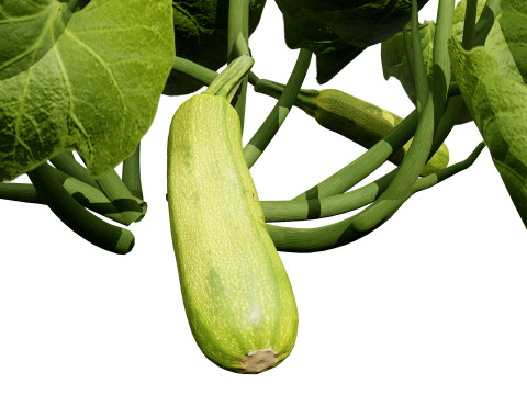 Squash Plants Pack 3D 모델
