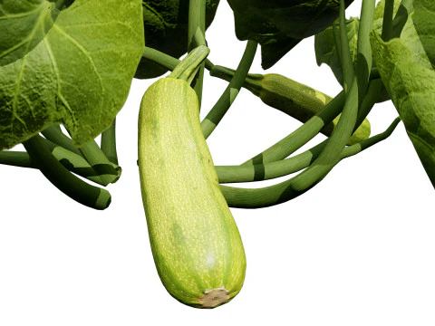 Squash Plants Pack 3D Model