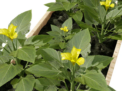Squash Plants Pack 3D Model