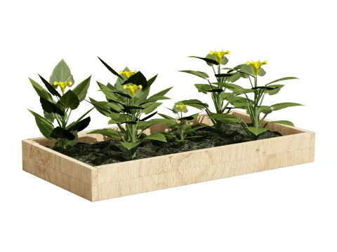 Squash Plants Pack 3D Model