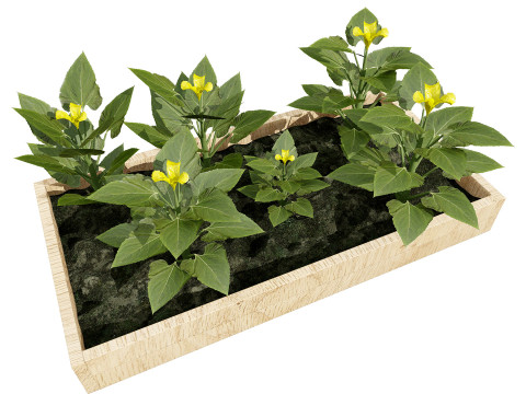 Squash Plants Pack 3D 모델