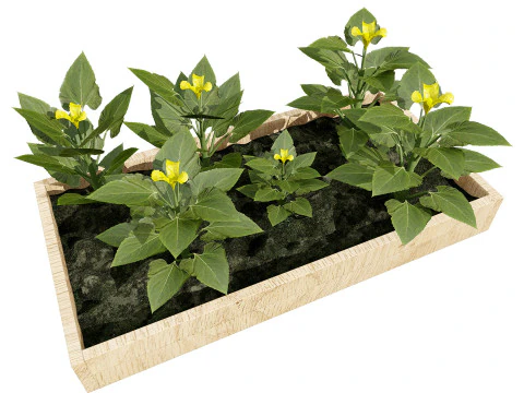 Squash Plants Pack 3D Model